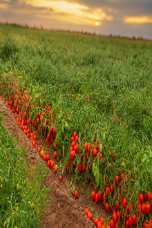 Tomates Cosecha